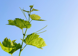Looking up to Grape vine leaves on a vine stem the vine is running horizontally accross the image, the leaves have the sunlight shining through and are bright green, behind the leaves is a blue sky.