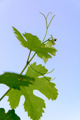 Looking up to Grape vine leaves on a vine stem the vine is running horizontally accross the image, the leaves have the sunlight shining through and are bright green, behind the leaves is a blue sky.