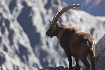 Un bouquetin au bord du vide