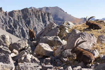 3 bouquetins se reposant