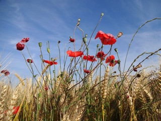 Naklejka premium Mohnblumen