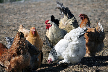 A small herd of chickens and a cock