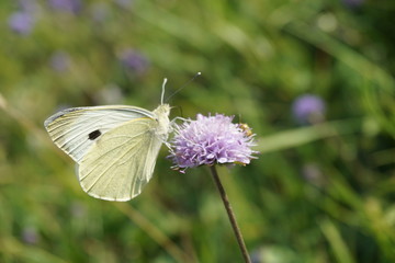 Baumweißling, Aporia crataegi	
