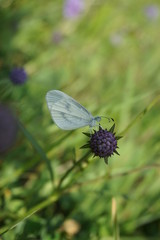 Baumweißling, Aporia crataegi	
