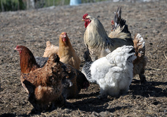A small herd of chickens and a cock