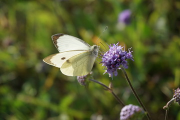 Baumweißling, Aporia crataegi	