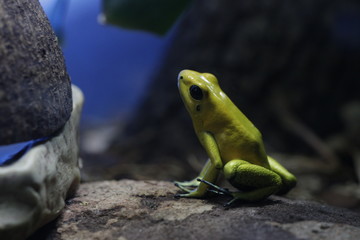 Rana punta de flecha