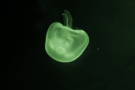 Cilios medusa