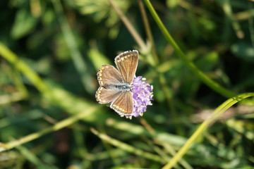 butterfly, Schmetterling, Bläuling