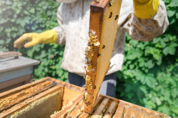 The beekeeper collects the harvest. Frame with honey, close-up. Hives in the apiary.