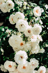 White roses, bush, garden, blossom