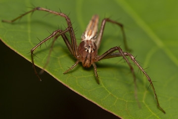 Take a close-up macro shot of a spider jumping on a natural leaf