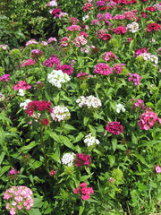 Flower carnation Turkish, Dianthus barbatus, Some blooming Turkish colorful carnations on the blurred background of green leaves, Inflorescence of small carnations growing in the garden