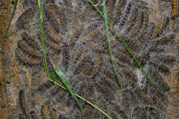 
    Eichen-prozessionsspinner,q.