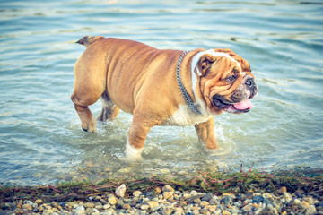 English bulldog walking in the water,selective focus