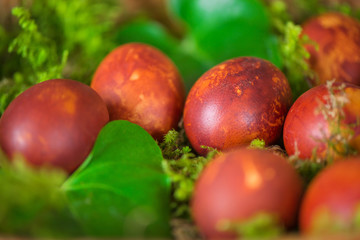 Easter eggs decorated with natural fresh leaves and boiled in onions peels, laying in wicker basket full of grass and thuja branches. dyeing eggs in the morning and celebrating Easter with family