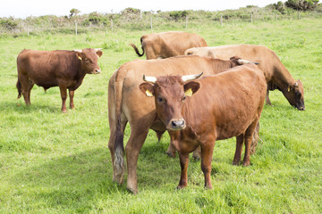 jersey cattle on green grass