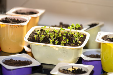 Plants grow (germinate) in a cup on the windowsill.