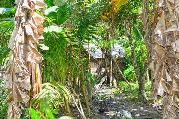 jungle home in mindoro