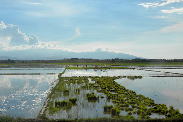 labour in a paddy field