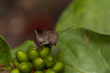 Macro image of the white shoulder grasshopper,apalacris varicornis gasshopper on green lace