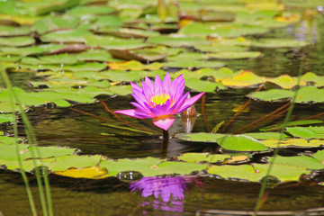 Violet Lily in the Pond