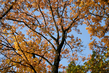 Fototapeta premium Autumn in the park