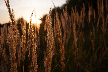 Stalk of wheat grass close-up photo silhouette at sunset and sunrise, nature sun sets yellow and...