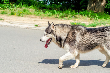 Husky dog walking down the road
