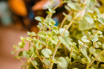 garden fresh oregano