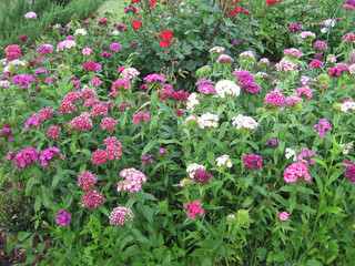 Flower carnation Turkish, Dianthus barbatus, Some blooming Turkish colorful carnations on the blurred background of green leaves, Inflorescence of small carnations growing in the garden