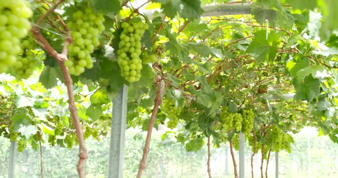 Green grape farm garden