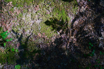 Forest background with dry leaves and shadows from plants. The view from the top