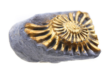 golden ammonite fossil