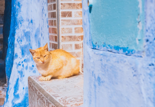 Beautiful stray cat sleeps on the streets of Morocco