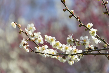 南部丘陵公園の梅／三重県四日市市