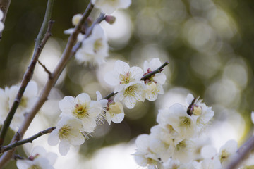 南部丘陵公園の梅／三重県四日市市