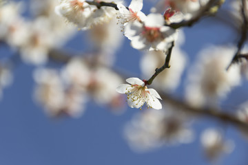 南部丘陵公園の梅／三重県四日市市