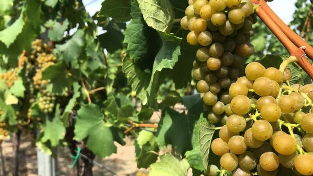 Handsome bunch of white vine grape berries on vine trunk with green leaves growing in vineyard farm under sunlight at soft windy day