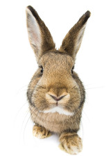 rabbit isolated on white