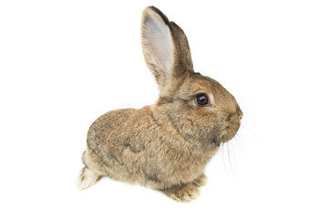 rabbit isolated on white