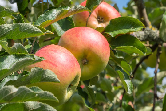 Malus Domestica 'Roter Berlepsch'