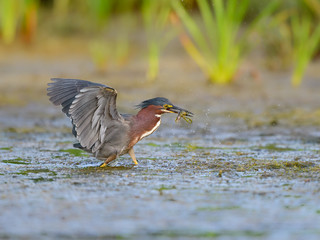  Green Heron Caught a Fish