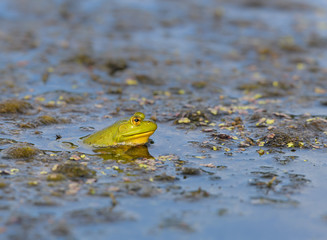 Bullfrog frog in its natural habitat