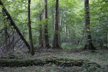 Summertime deciduous primeval forest with old trees
