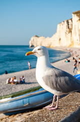 Seagull at the beach