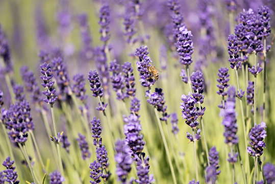 Bee on Lavender © Daisy