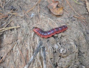 Caterpillar, butterfly Cossus cossus larva moves, crawls along the ground