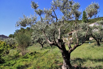 oilivier en Provence