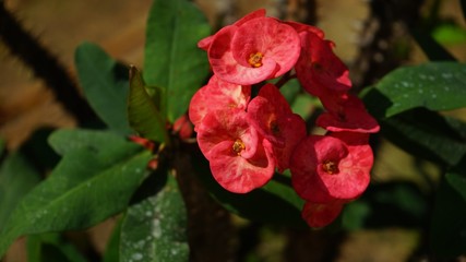 Obraz na płótnie Canvas Pink Poi Sian flowers in the garden. 